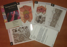 Netter&amp;#039;s Histology Flash Cards foto