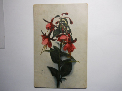 HOPCT 72524 Romania- Floare &amp;quot;cercelus&amp;quot;CARTE POSTALA -FLORI foto