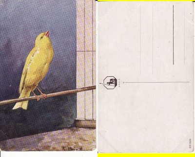 Animale-Pasari - Vedere foto