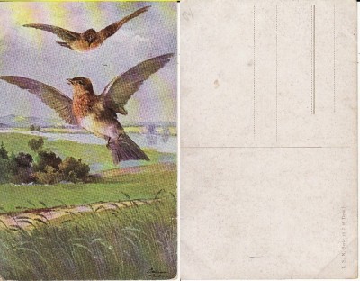 Animale-Pasari - Vedere foto