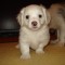 PUI BICHON HAVANEZ