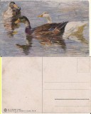 Animale domestice -Pasari - Vedere