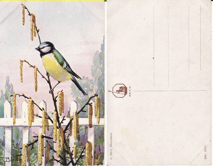 Animale-Pasari - Vedere