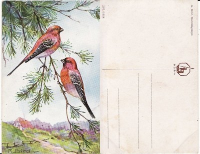 Animale-Pasari - carte postala veche foto