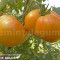 Seminte tomate mari galbene - DIXIE GOLDEN - 30 seminte/plic