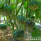 Seminte vinete orientale - LAO GREEN STRIPED - 30 seminte/plic