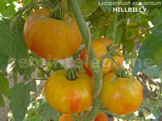 Seminte tomate mari bicolore - HILLBILLY - 30 seminte/plic foto