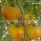 Seminte tomate mari bicolore - HILLBILLY - 30 seminte/plic