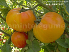 Seminte tomate mari bicolore - MR. STRIPEY - 30 seminte/plic foto