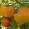 Seminte tomate mari bicolore - MR. STRIPEY - 30 seminte/plic