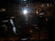 Vand pesti exotici de acvariu sanitari, thorachatum foto