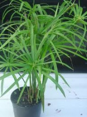 PAPYRUS-Cyperus Alternifolius - umbrella palm foto