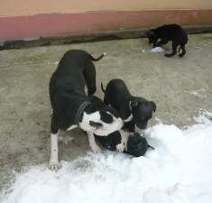 Vand pui pitbull , carnet sanatate, vaccin , 3 luni , poze reale reducere de craciun Catei catelusi foto