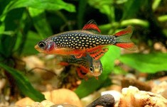 Pesti exotici Galaxy Rasbora si pesti Nano foto