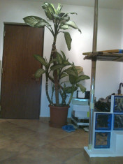 Planta ornamentala foto