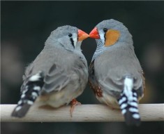 Vand Zebre australiene si Pescarusi japonezi foto