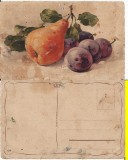 Ilustratori - Flori,natura moarta-Catharina Klein