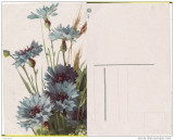 Ilustratori - Flori,natura moarta-Catharina Klein, Necirculata, Printata