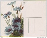 Ilustratori - Flori,natura moarta-Catharina Klein