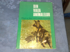 Din viata animalelor - Hugo si Jane van Lawick - Goodall - 1975 foto