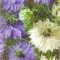SEMINTE DE NIGELLA DAMASCENA SAU CHICA VOINICULUI