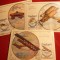 Set 5 Maxime - Aviatie -Rusia 1976