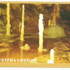 carte postala(ilustrata)-PESTERA URSILOR-Bihor