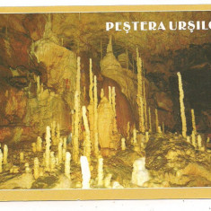 carte postala(ilustrata)-PESTERA URSILOR-Bihor