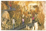 carte postala(ilustrata)-PESTERA URSILOR-Bihor