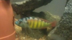 Vand 2 m Haplochromis Ch 44 foto