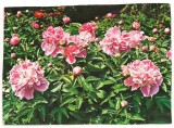 carte postala-Flori-GAROAFE