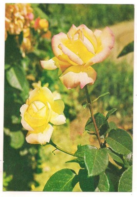 carte postala-FLORI-trandafiri foto