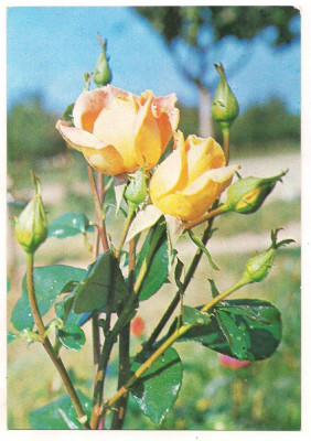 carte postala-FLORI-trandafiri foto