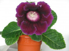 Seminte gloxinia foto