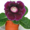 Seminte gloxinia