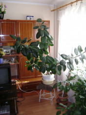 Ficus foto