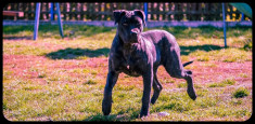 Dogo Canario foto