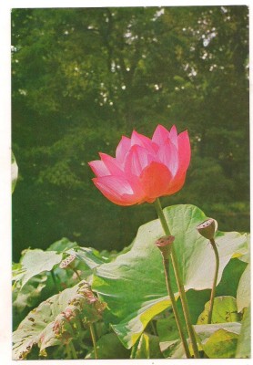 carte postala-FLORI foto