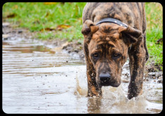 Vand Caine Presa Dogo Canario pedigree foto