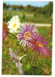 Carte postala-FLORI-gerbera, Necirculata, Printata