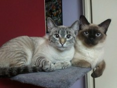 Pisicute Birmanez+Lynx point siamese foto