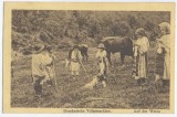 415 - ETHNIC, children, grazing - old postcrd, CENSOR - used