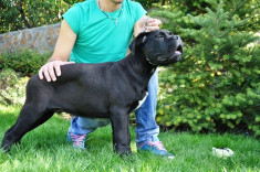 Catei Cane Corso foto