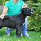 Catei Cane Corso