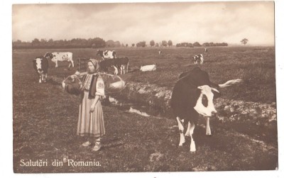 B71914 Port Popular cu vacile la pascut 2 scans foto