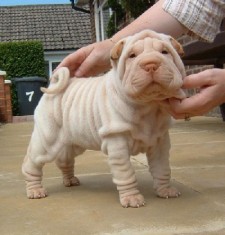 Vand Shar Pei, 7 saptamani, frumos vaccinat si deparazitat foto