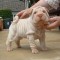 Vand Shar Pei, 7 saptamani, frumos vaccinat si deparazitat