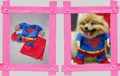 Haina Caine - Costum SUPERMAN catei / catel / caine, pentru Halloween sau alte ocazii MARIME M foto