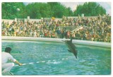 carte postala(ilustrata)-CONSTANTA-Delfinariul