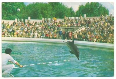 carte postala(ilustrata)-CONSTANTA-Delfinariul foto